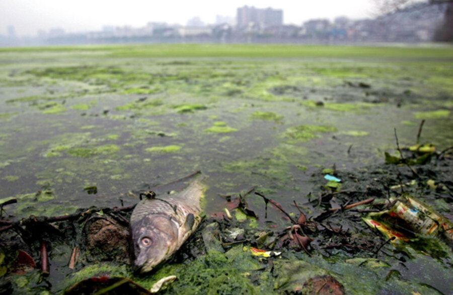 online Biological Indicators of Freshwater Pollution and