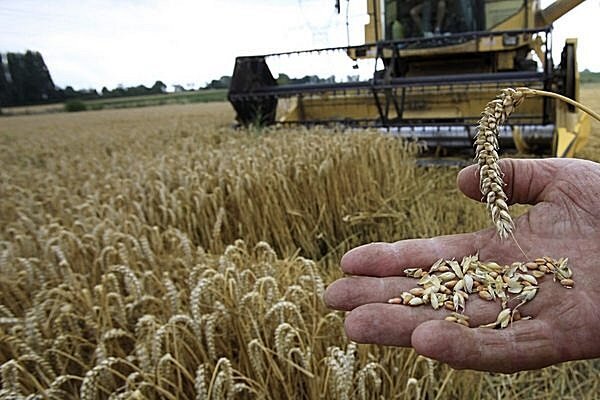  A French farmer displays wheat near his combine during summer harvest in Mons en Pevele, northern France. Young farmers make up a small proportion of EU farmers, but hope to have more of an impact in the future.