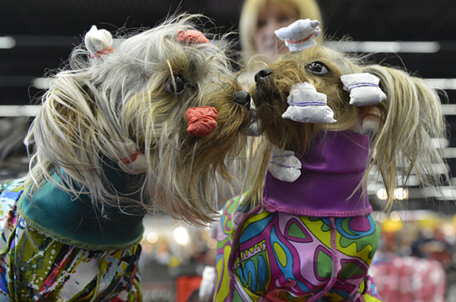 Dog Show Photographers Nc Dog Show Photographers Nc