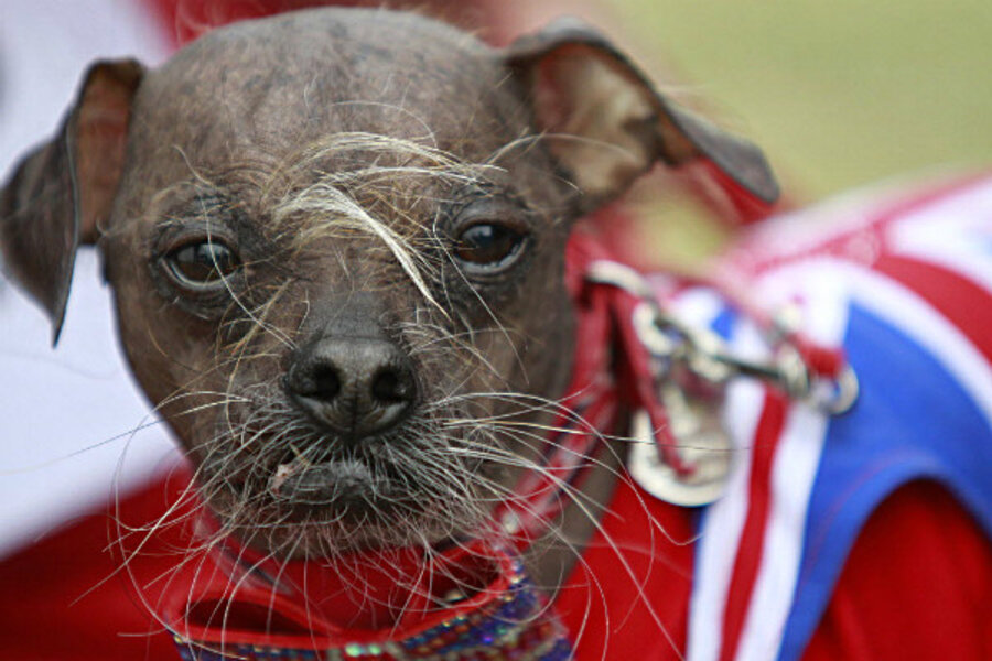 Ugliest Dog contest: 'Mugly' had the name, now he gets the prize
