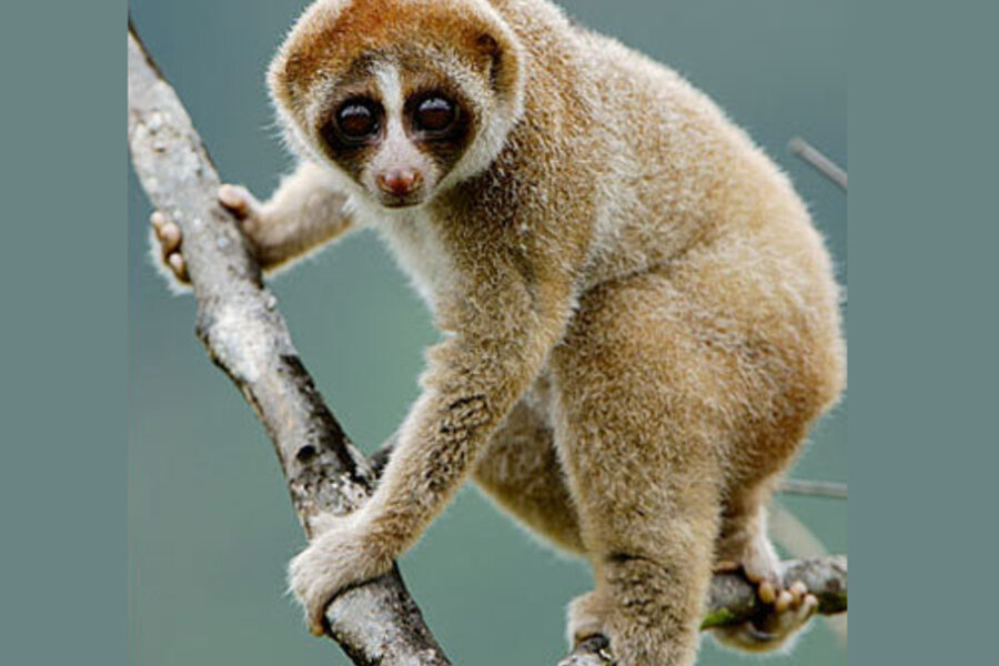 Newly discovered loris may be slow, but its bite is toxic - CSMonitor.com