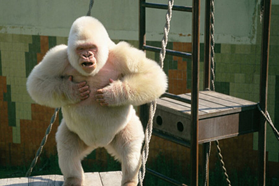 Albino gorilla was inbred, say scientists - CSMonitor.com