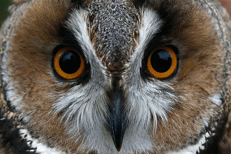 larks and owls essay larks and owls essay
