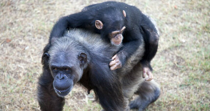 NY judge recognizes chimps as persons: A step toward legal rights for animals?