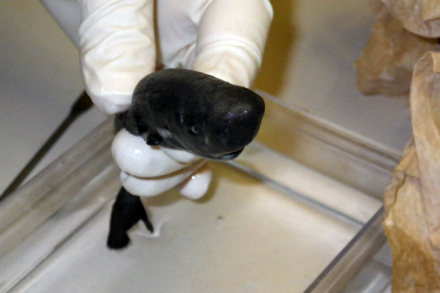 Chihuahua of the sea? Scientists find rare 'pocket shark' - Christian Science Monitor