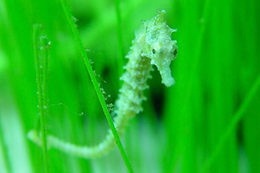 How a seahorse tail can help scientists build a better robot - Christian Science Monitor