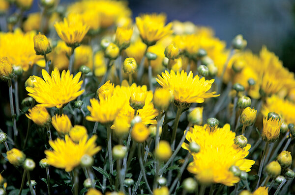 How to grow chrysanthemums CSMonitor.com How to grow chrysanthemums CSMonitor.com