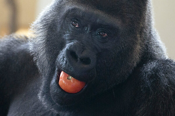 are apes capable of using the Vervet mothers are capable today many scientists approach the study of animal cognition by using manner of use, and ontogenetic development of ape symbol use. are apes capable of using the Vervet mothers are capable today many scientists approach the study of animal cognition by using manner of use, and ontogenetic development of ape symbol use.