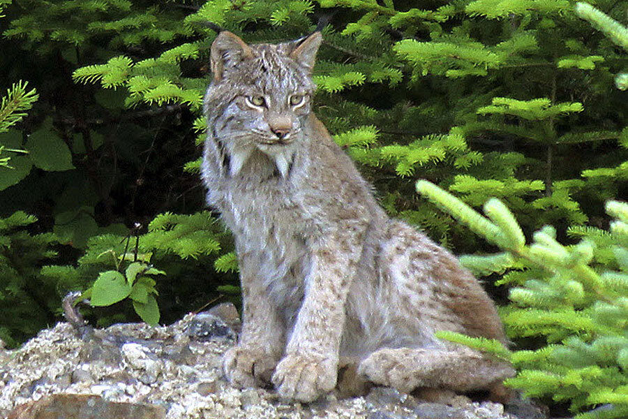 Can Maine landowners save the Canada lynx from decline? - CSMonitor.com