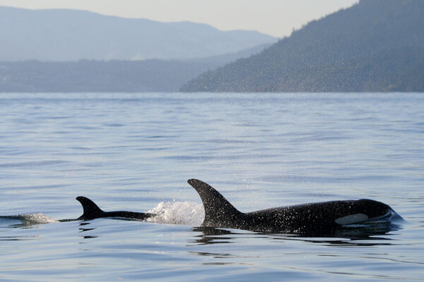 [Côte Washington] La pollution sonore menace les orques 962173_1_orca_standard