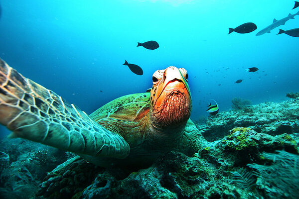 Why are sea turtles endangered?