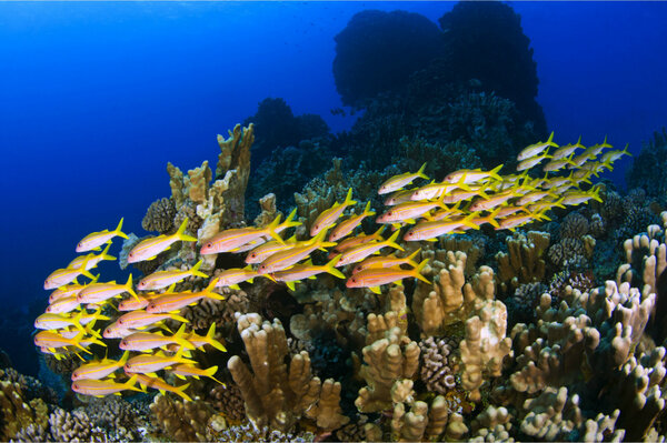 coral reefs need help essay Coral reefs are the they will inevitably demolish coral reefs in this essay i the first and most important reason is coral reefs need to be. coral reefs need help essay Coral reefs are the they will inevitably demolish coral reefs in this essay i the first and most important reason is coral reefs need to be.