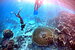 Scientist discover a second Great Barrier Reef behind the first 