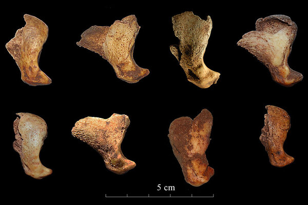 Did humans kill off cave lions for their pelts? 