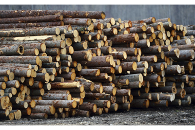 Timber theft: Malawi prepared to come down hard on 35 illegal loggers Timber theft: Malawi prepared to come down hard on 35 illegal loggers