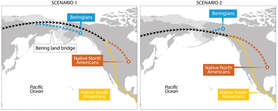 Two possible models of Native American population divergence described by the authors 