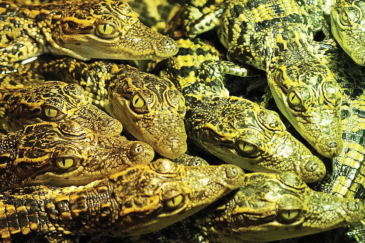 Siamese crocodile hatchlings cluster at the Phnom Tamao Zoo nursery in Cambodia.