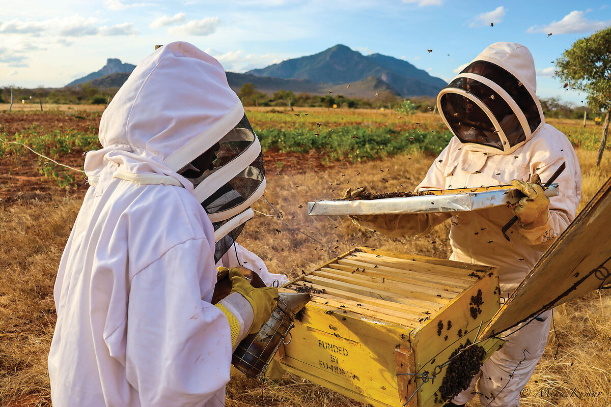 In a field in Kajire, Kenya, with mountains in the background, two workers in protective gear examine beehives.