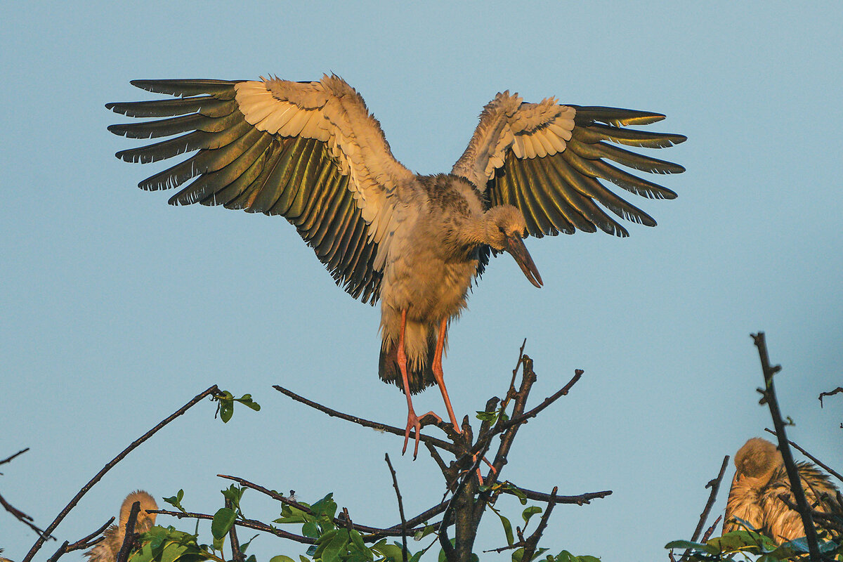 An Asian openbill stork spreads its wings on a bare branch of a tree in Wetland Park in Colombo, Sri Lanka, in 2023. 
