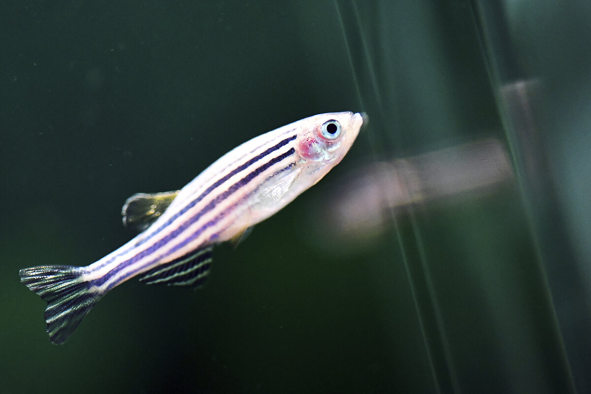 A zebra danio, or zebra fish, with dark and light stripes, swims in a tank at a research institute in Wuhan, central China.