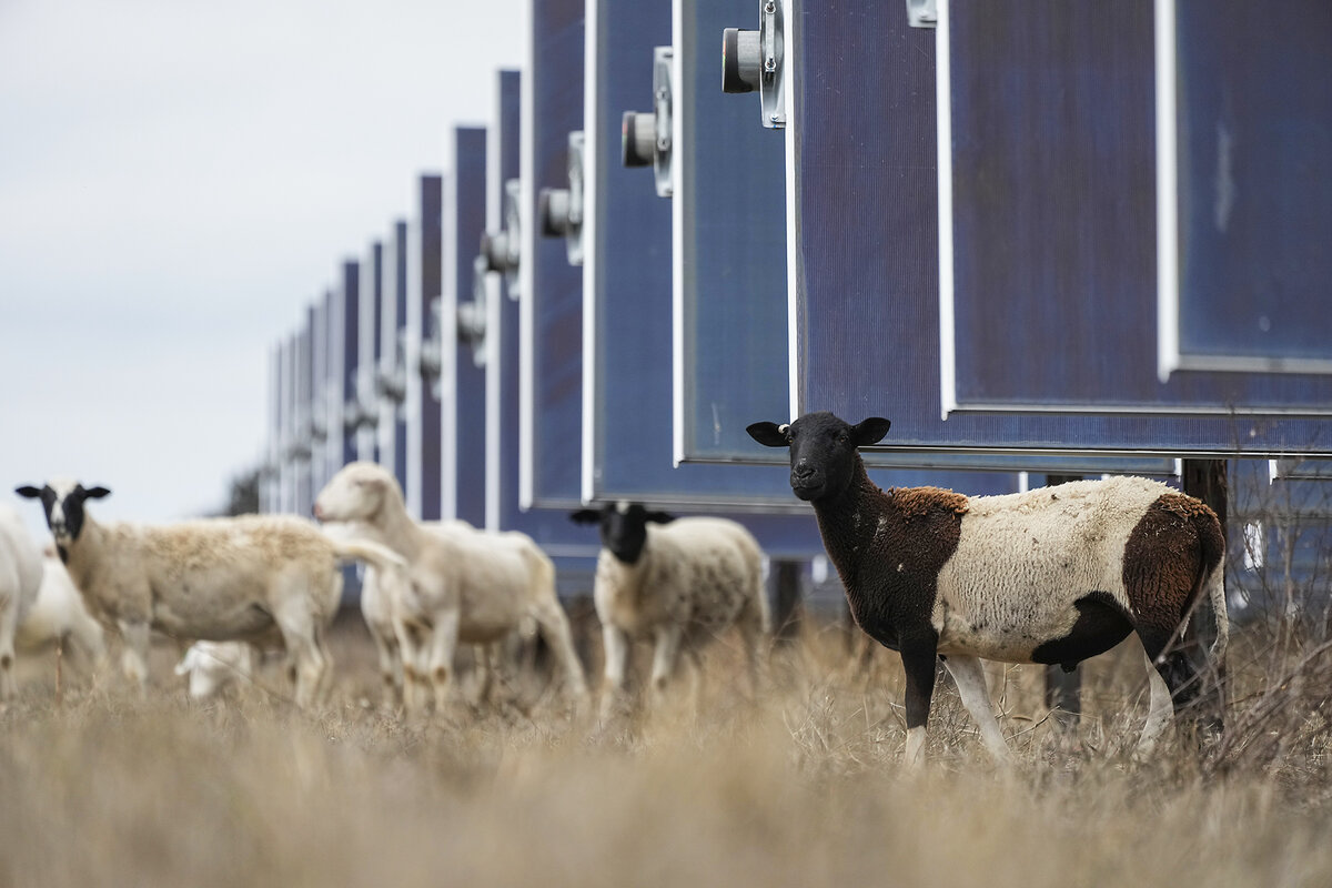 Near photovoltaic panels, several sheep graze on a solar farm owned by SB Energy in Buckholts, Texas, Dec. 17, 2024.