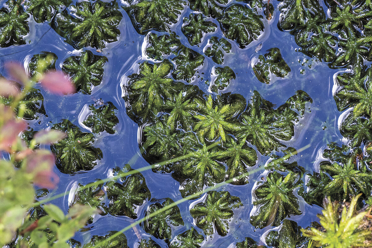 Peat moss grows in the Great Iron Road Bog in the Eibenstock Forest District in Germany, August 2023.