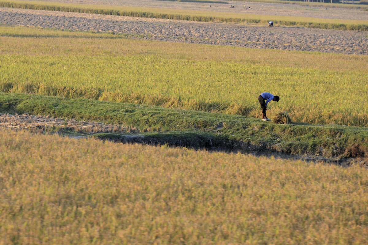 One person stands in a green-and-yellow field. In Bihar state, India, three-quarters of the population depends on agriculture.