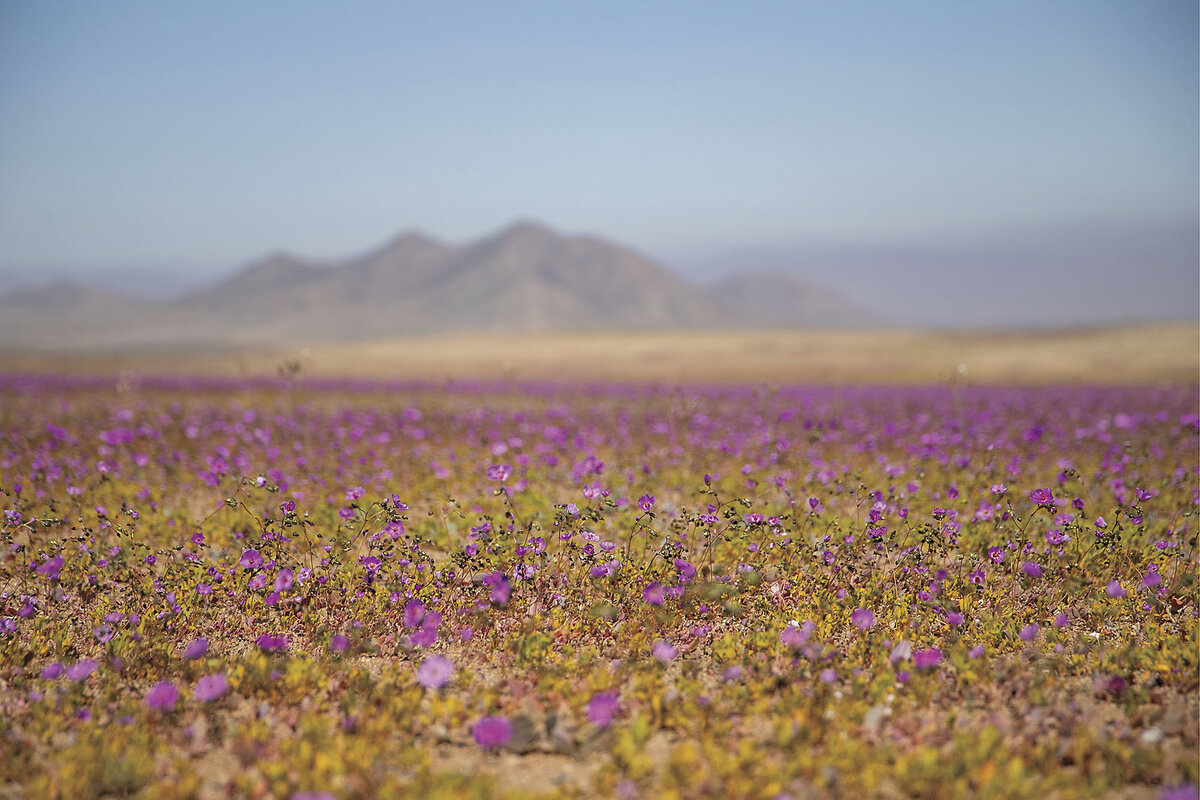 Chile’s Atacama Desert, awash in purple flowers in February 2025, is fed by fog and is the world’s most arid nonpolar desert.