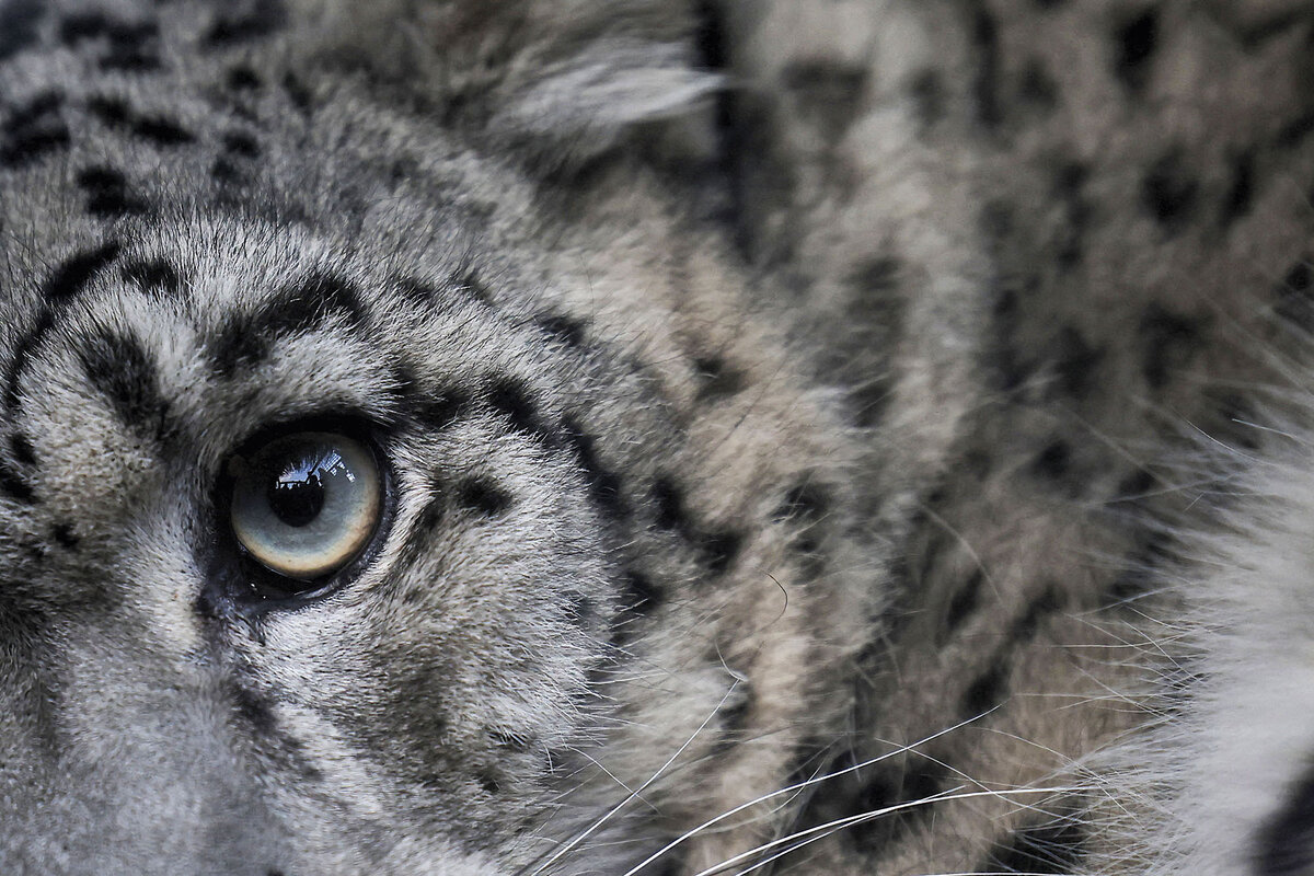 A snow leopard is seen in a closeup of one gray eye. The big cats are globally estimated to number only in the thousands.