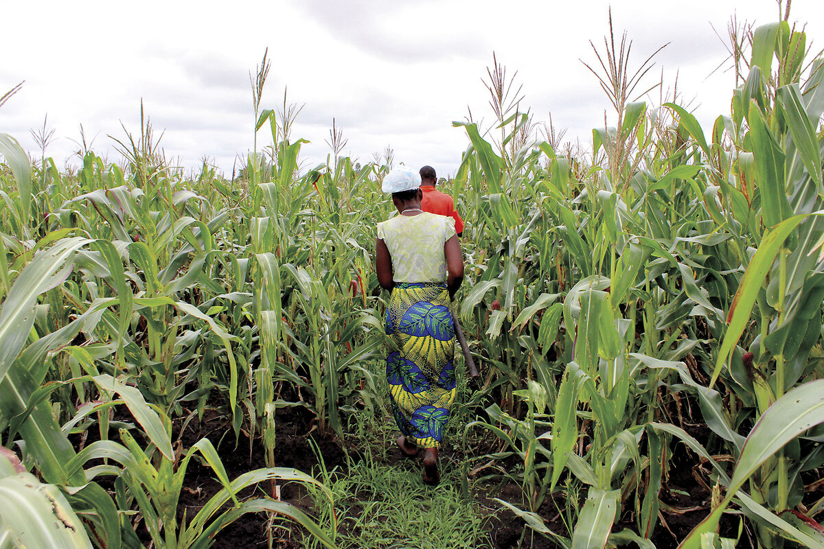Two women walk between rows of maize on a farm