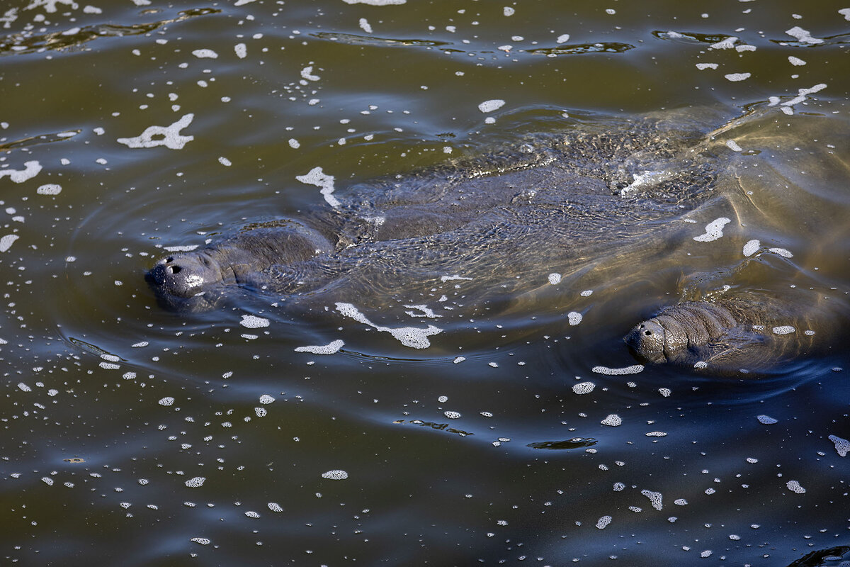 A manatee mother and her baby surface to breathe near a coal-powered plant that emits the warm water the animals need to survive winter, at Tampa Electric’s Manatee Viewing Center, on Dec. 7, 2024, in Apollo Beach, Florida. 