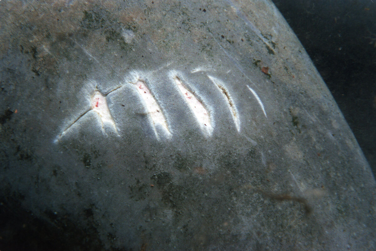 A manatee in the Crystal River National Wildlife Refuge in Florida has deep scars on her back. The scars, caused by boats and  propellers, are so common and distinctive that researchers use them for identification. 