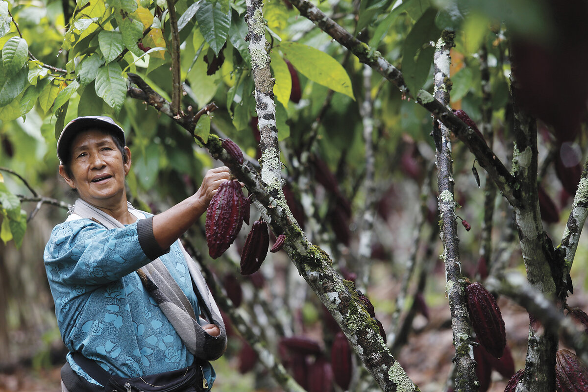 A man holds a cacao pod attached to a tree. Cacao is grown in various parts of Peru, including the central Cusco region.