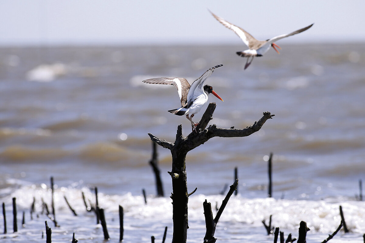 An oystercatcher alights in a bare tree on Cat Island in Barataria Bay, Plaquemines Parish, Louisiana, April 2015.