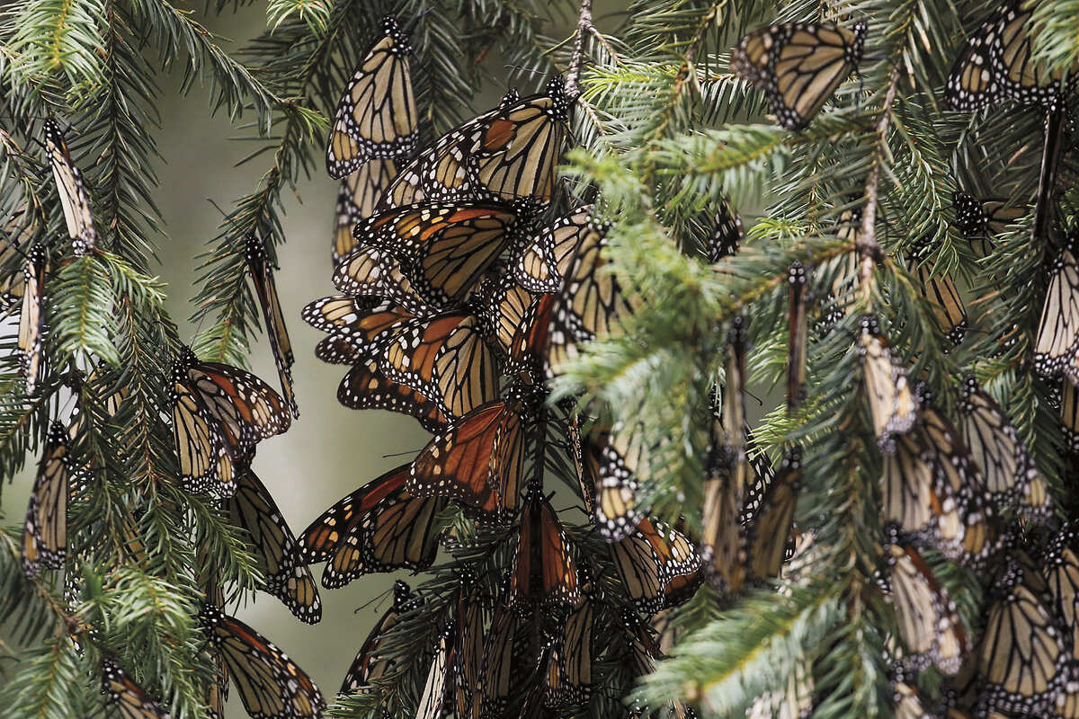 A swarm of monarch butterflies rests at the Sierra Chincua butterfly sanctuary in Angangueo, Michoacán state, Mexico.