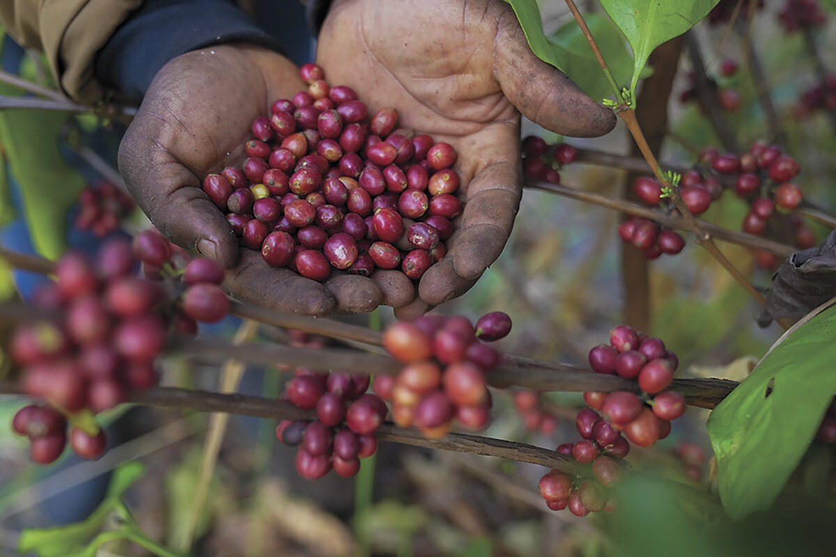 Red excelsa coffee cherries, held in a farmer’s palms, are harvested at a farm near Nzara, South Sudan, Feb. 14, 2025.