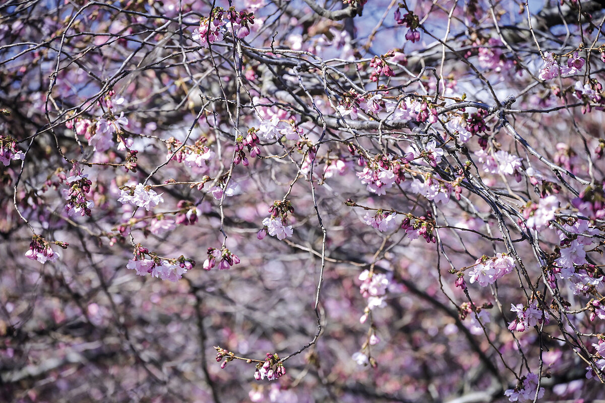 Flowering cherry trees bloom in Kungsträdgården park, April 2021.