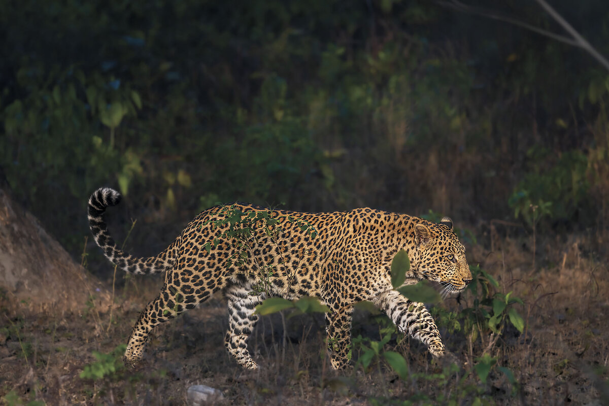 A leopard walks with tail curled upward through vegetation.