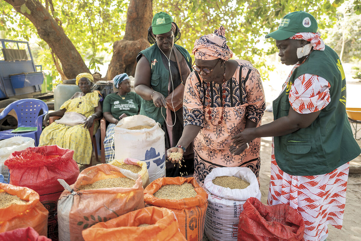 Mariama Sonko and colleagues examine rice, March 7, in Niaguis, Senegal. They train fellow women farmers in agroecology.