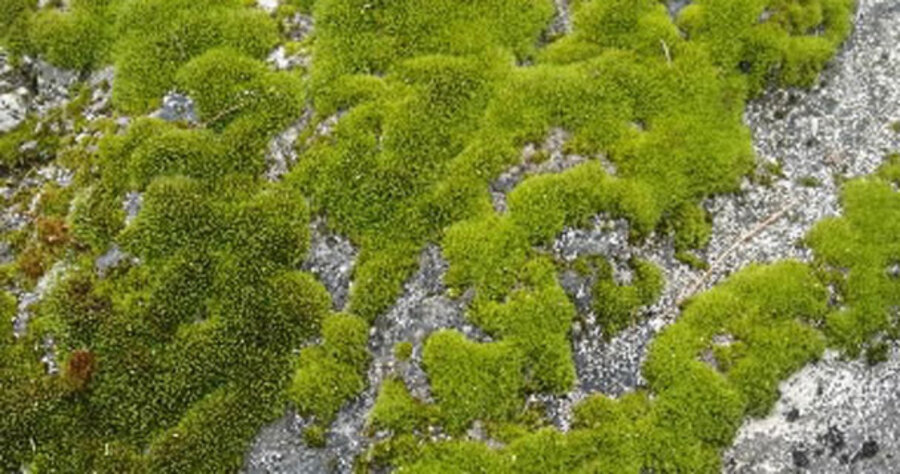 Grow moss -- on purpose? - CSMonitor.com