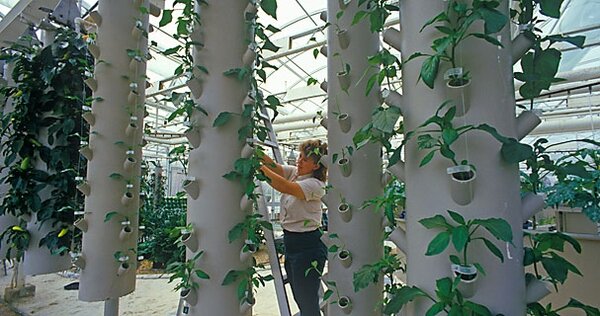 Video: hydroponic gardening at Disney's Epcot Center - CSMonitor.com