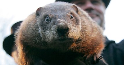groundhog day live 2015 prognosticating marmot forsees six more weeks of winter groundhog day live 2015 prognosticating marmot forsees six more weeks of winter