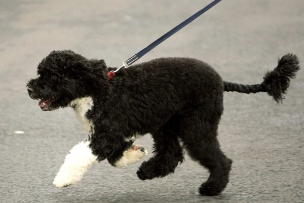 portuguese water obama germans bo obama portuguese water dogs sell out csmonitor portuguese water obama germans bo obama portuguese water dogs sell out csmonitor
