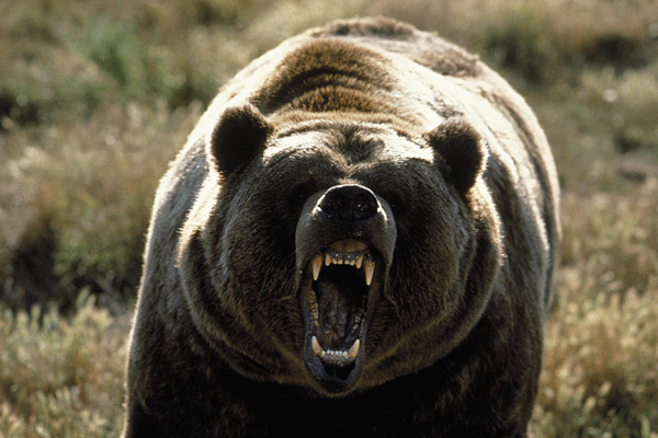 [Image: 06-24-grizzly-bear.gif?alias=standard_600x400]