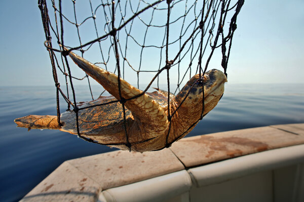 Bp Gulf Oil Spill Turtles To Be Protected From Burn Boxes