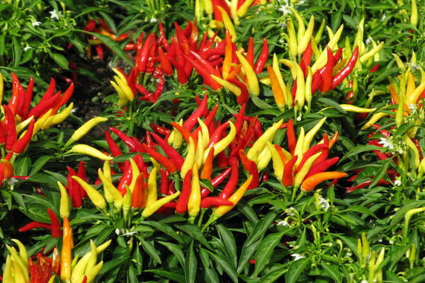 decorative pepper plants spice up your garden with ornamental peppers csmonitor decorative pepper plants spice up your garden with ornamental peppers csmonitor