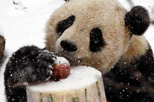 Tai Shan: FedEx Panda Express - CSMonitor.com