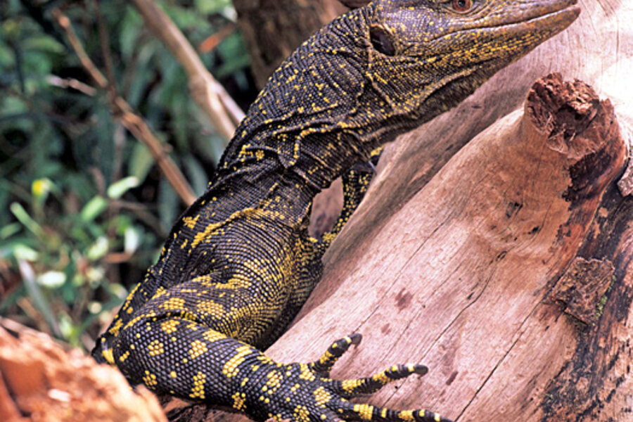 Lizards - CSMonitor.com