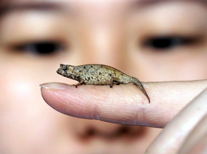 worlds smallest lizard