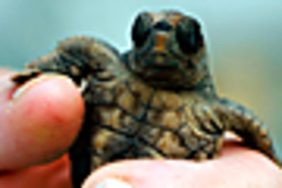 Sea turtles - CSMonitor.com